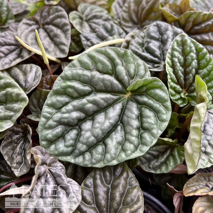4p! Peperomia Grey Luna /Tropical