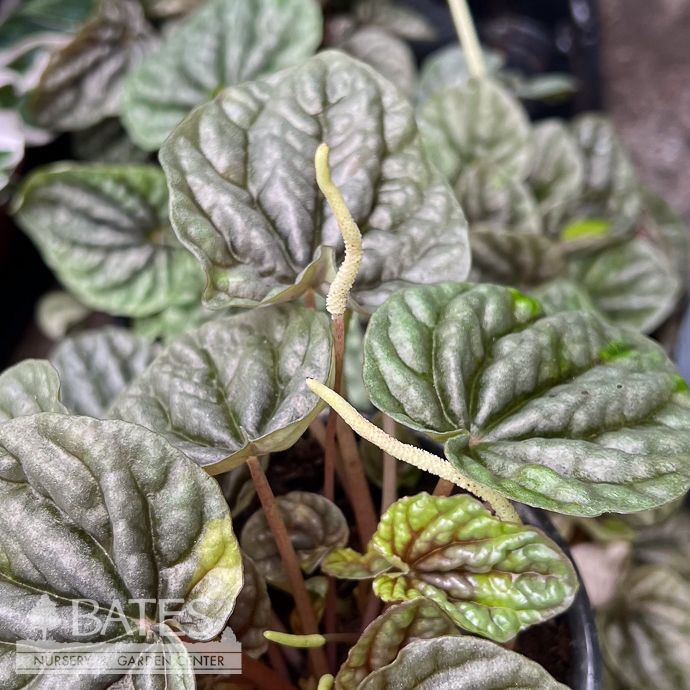 4p! Peperomia Grey Luna /Tropical