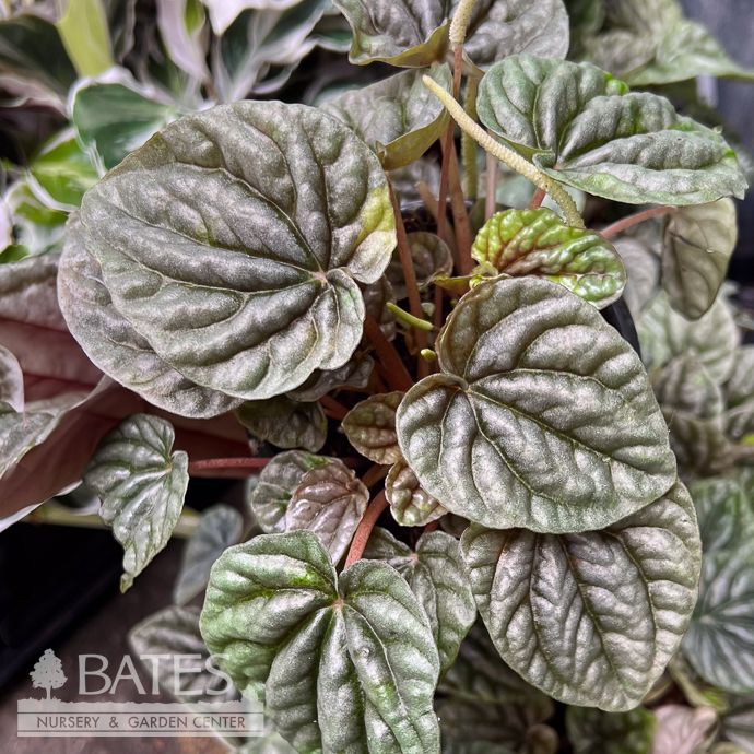4p! Peperomia Grey Luna /Tropical