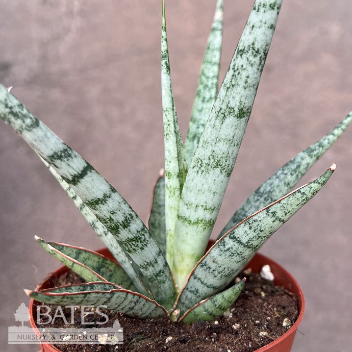 4p! Sansevieria Icicle Mikado /Snake Plant /Mother-in-Law Tongue /Tropical