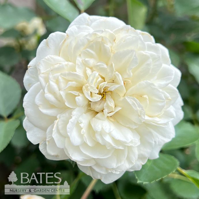 #3 Rosa White Meidiland/ Groundcover Rose - No Warranty
