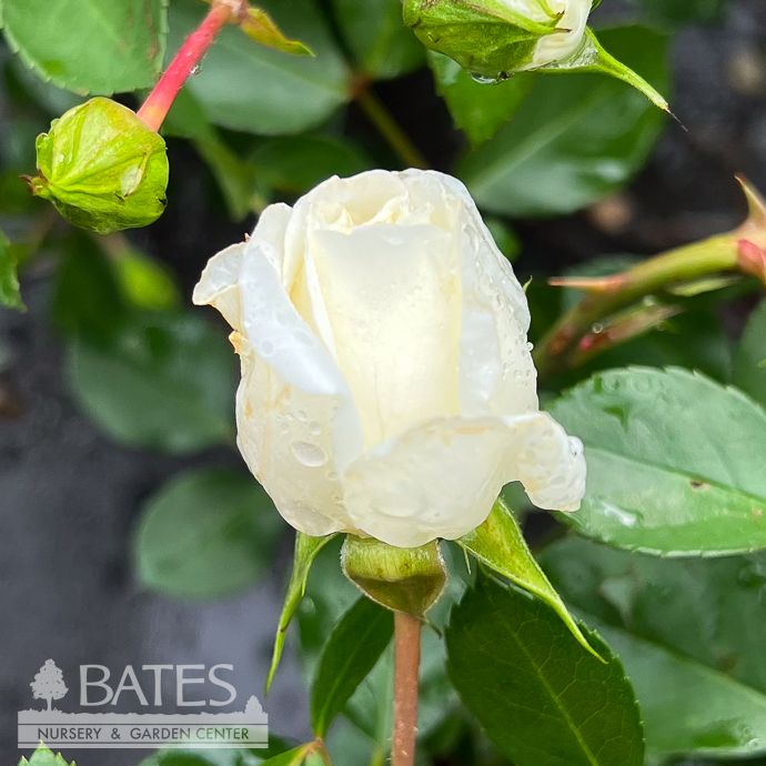 #3 Rosa White Meidiland/ Groundcover Rose - No Warranty