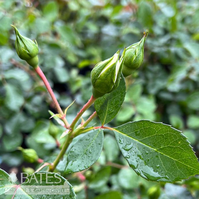 #3 Rosa White Meidiland/ Groundcover Rose - No Warranty