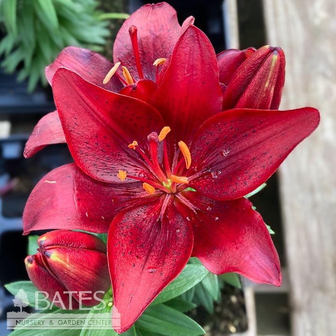 #1 Lilium asiatic Tiny Comfort/ Red Lily