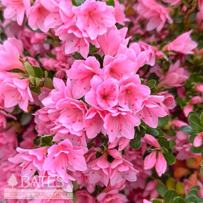 #3 Azalea x Coral Bells (Kurume cultivar)/ Pink
