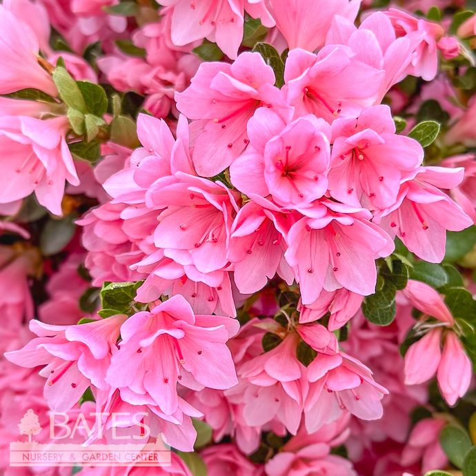 #3 Azalea x Coral Bells (Kurume cultivar)/ Pink
