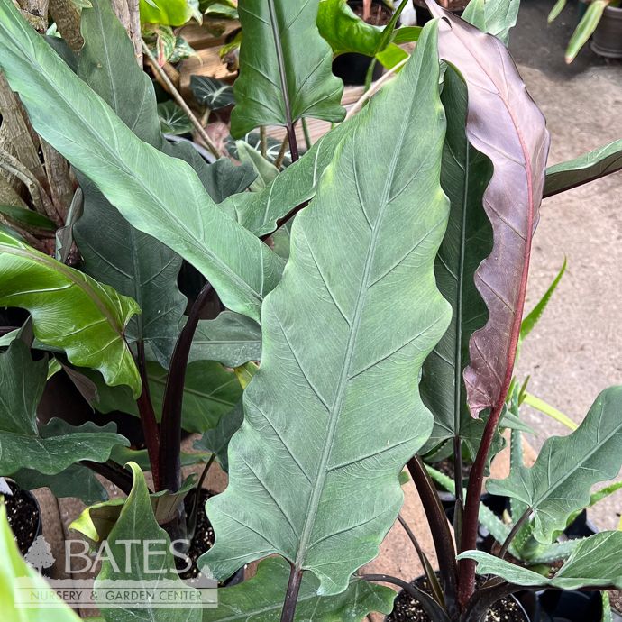 6p!  Alocasia Purple Sword /Elephant Ear /Tropical