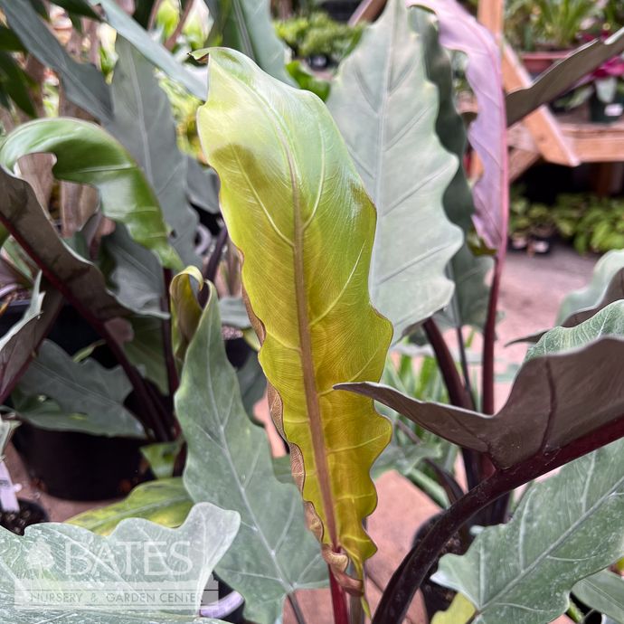 6p!  Alocasia Purple Sword /Elephant Ear /Tropical