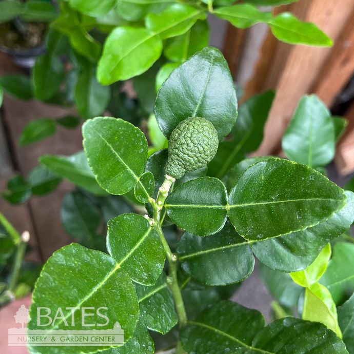 Edible 5p! Citrus Kaffir Lime BUSH Premium /Tropical - No Warranty