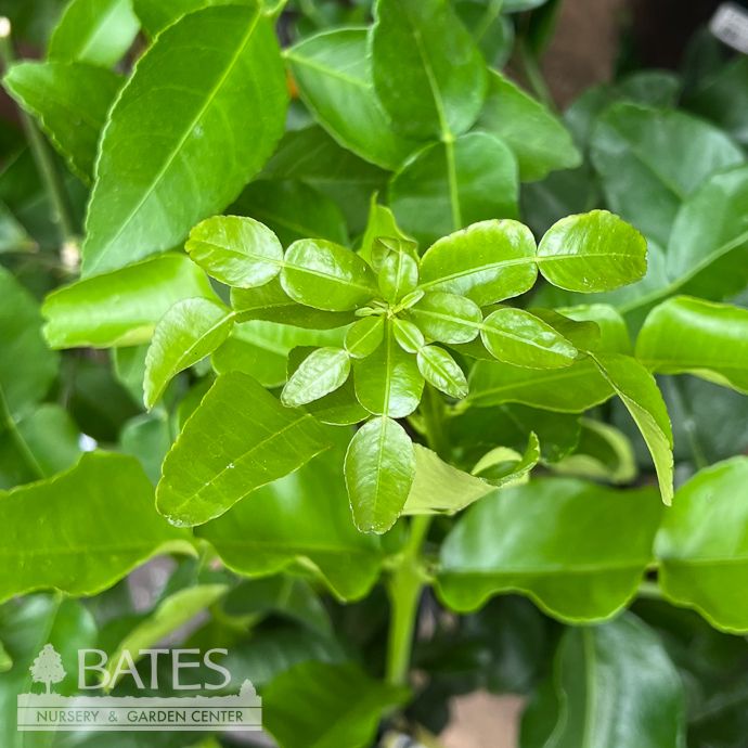 Edible 5p! Citrus Kaffir Lime BUSH Premium /Tropical - No Warranty