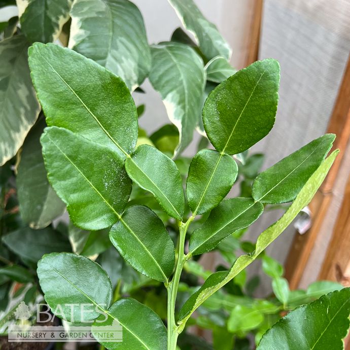 Edible 5p! Citrus Kaffir Lime BUSH Premium /Tropical - No Warranty