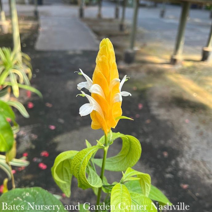 Tropical #1 Pachystachys lutea Yellow Shrimp / Lollypop Plant