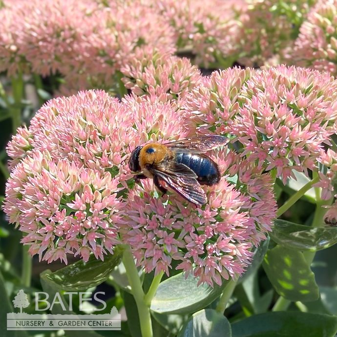 #1 Sedum spectabile Autumn Fire/ Pink Stonecrop