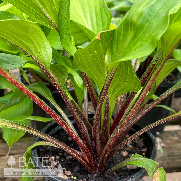 #1 Hosta Gooseberry Sundae/ Dark Green w/ Purple-Red Petiole