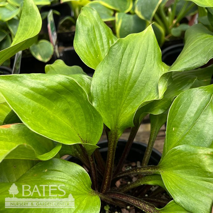 #1 Hosta Gooseberry Sundae/ Dark Green w/ Purple-Red Petiole