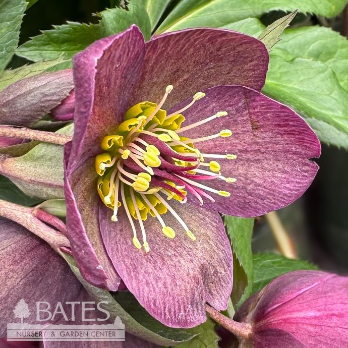 #1 Helleborus Ice N&#39; Roses &#39;Red&#39;/ Lenten Rose