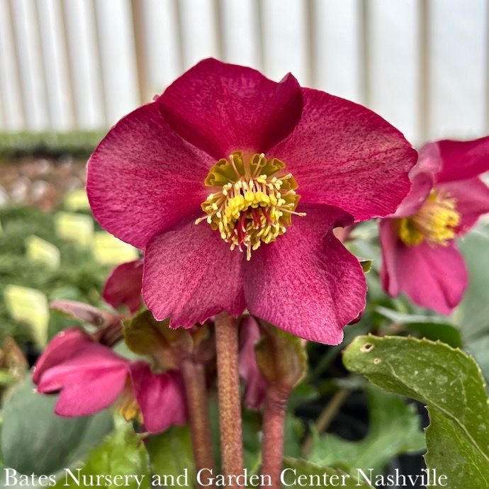 #1 Helleborus Ice N&#39; Roses &#39;Red&#39;/ Lenten Rose