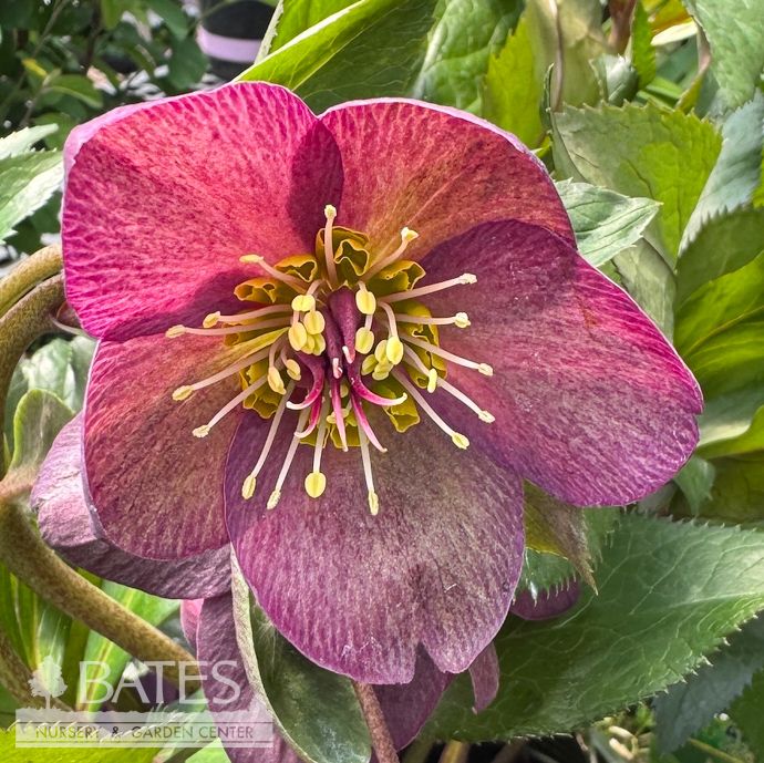 #1 Helleborus Ice N&#39; Roses &#39;Red&#39;/ Lenten Rose