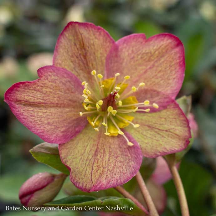 #1 Helleborus Ice N&#39; Roses &#39;Red&#39;/ Lenten Rose