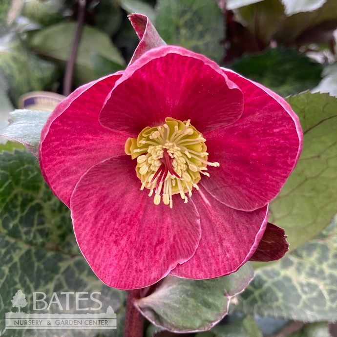 #1 Helleborus Ice N&#39; Roses &#39;Barolo&#39;/ Red Lenten Rose