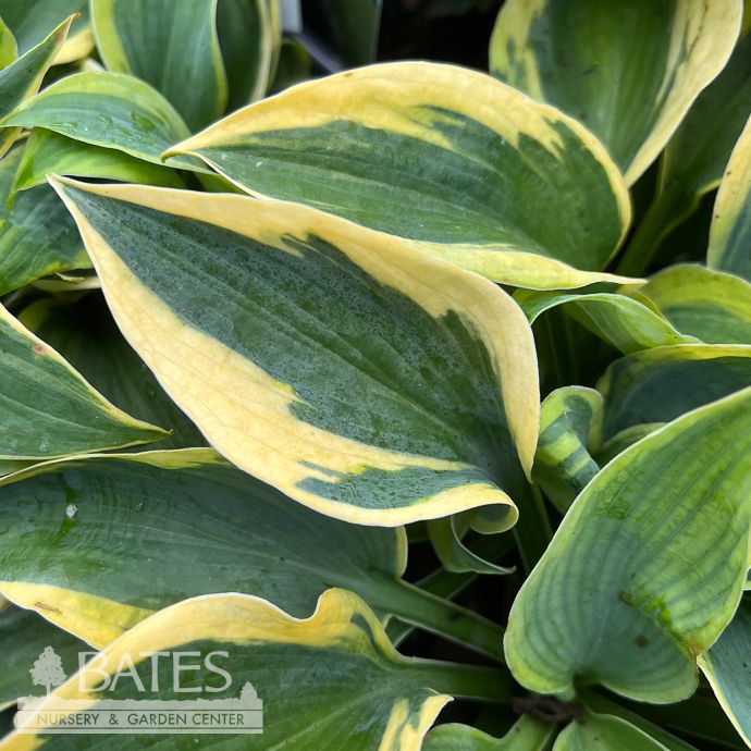#1 Hosta Tootie Mae/ Variegated