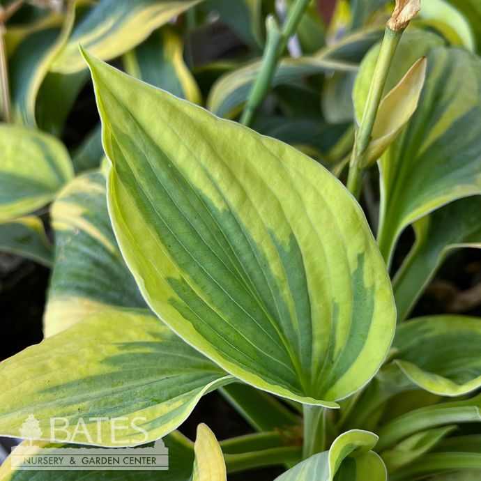 #1 Hosta Tootie Mae/ Variegated