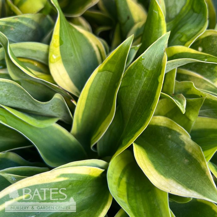 #1 Hosta Velvet Moon/ Green, Yellow Variegated