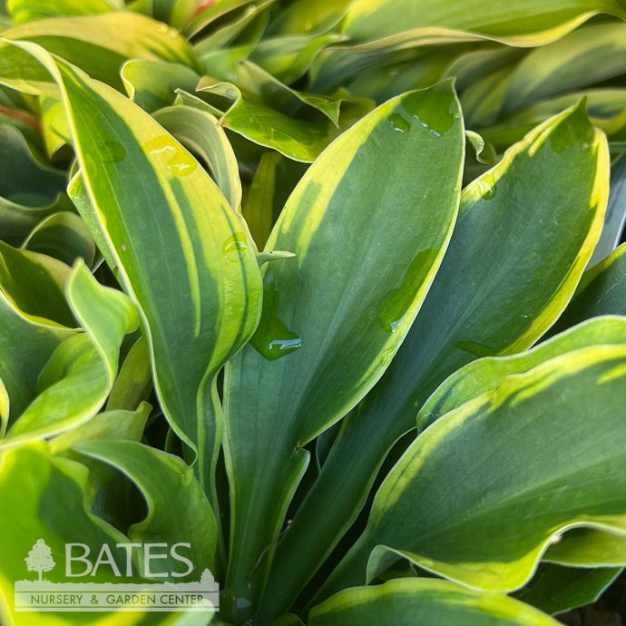 #1 Hosta Velvet Moon/ Green, Yellow Variegated