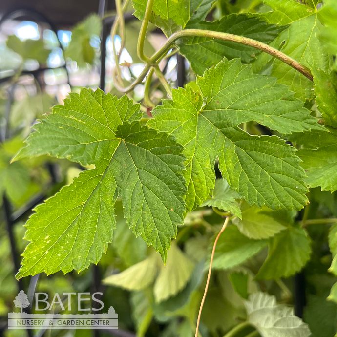 Edible #2 Humulus lup Aureus/ Golden Hops