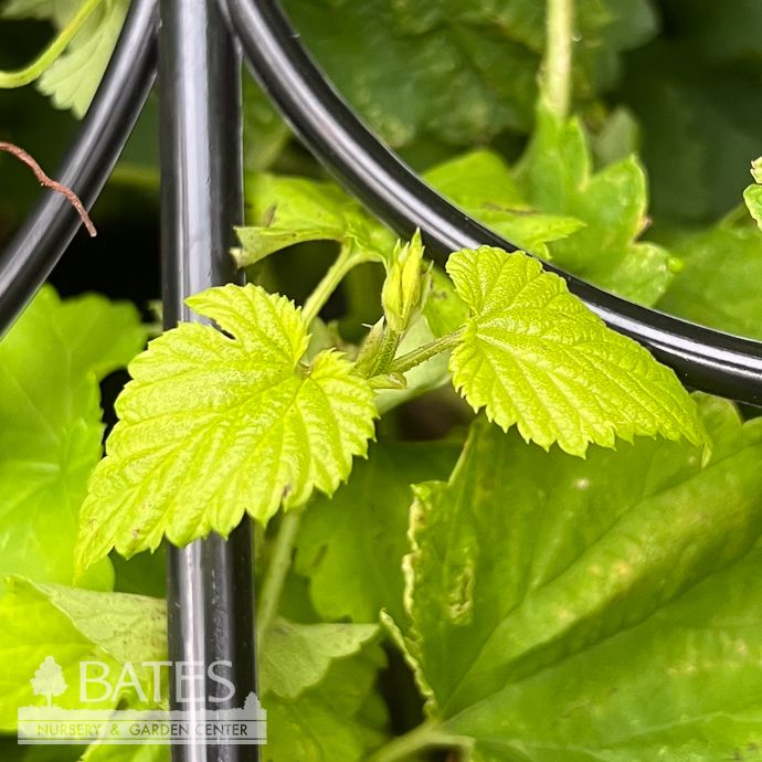 Edible #2 Humulus lup Aureus/ Golden Hops