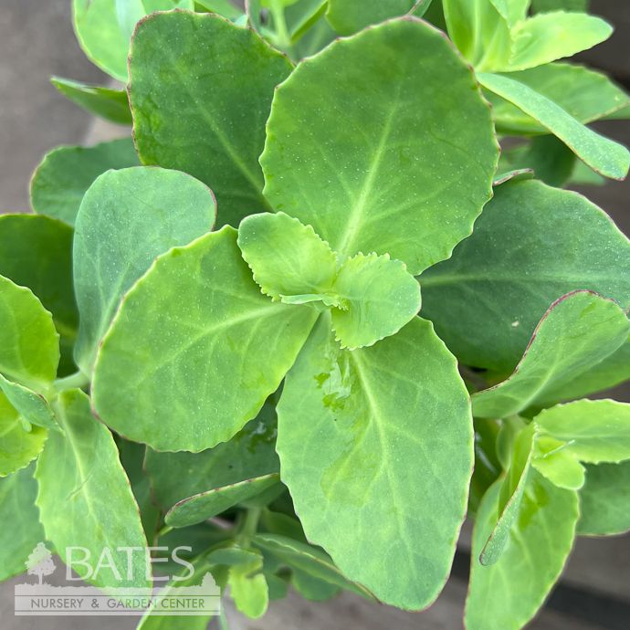 #1 Sedum Pillow Talk/ Pink Stonecrop