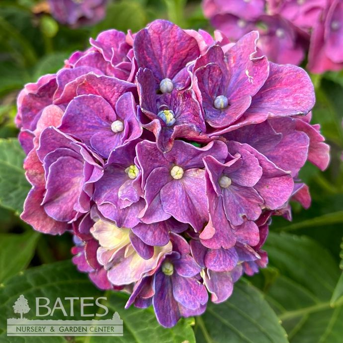 #3 Hydrangea mac Wee Bit Grumpy/ Bigleaf Bright Red to Purple