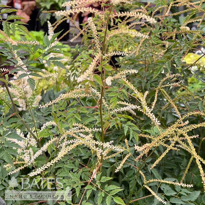 #1 Aruncus x Horatio/ Goats Beard
