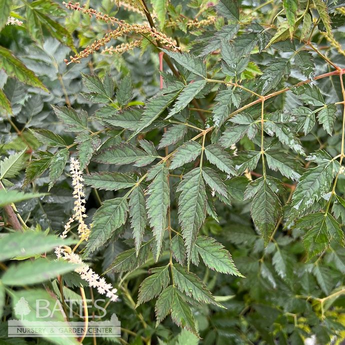 #1 Aruncus x Horatio/ Goats Beard
