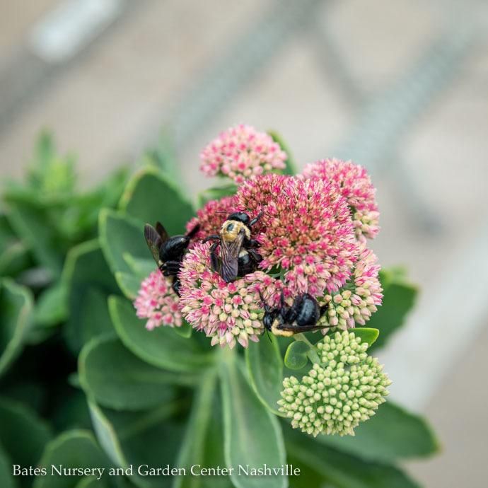 QP Sedum spectabile Autumn Fire/ Pink Stonecrop