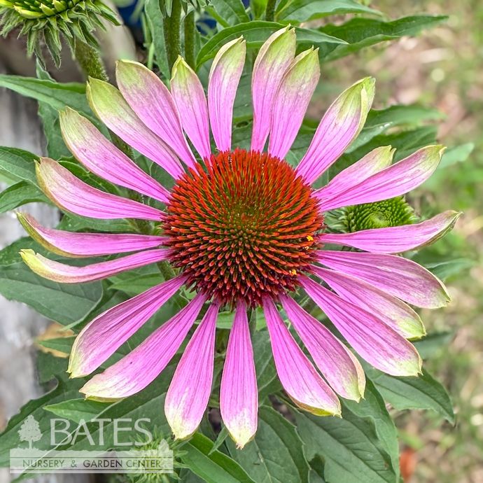 #1 Echinacea pur Green Twister/ Coneflower Native (TN)