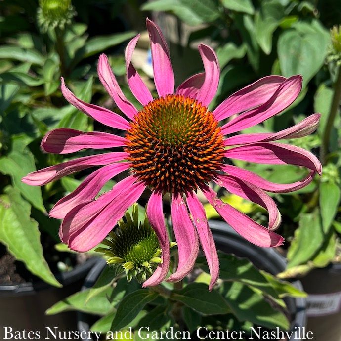 #1 Echinacea pur Green Twister/ Coneflower Native (TN)