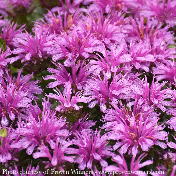 #1 Monarda x PW Leading Lady Amethyst/ Purple Beebalm