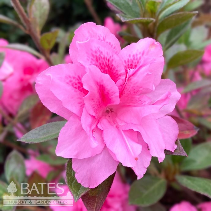 #3 Azalea x Encore Autumn Carnation/ Repeat Bubble-gum Pink
