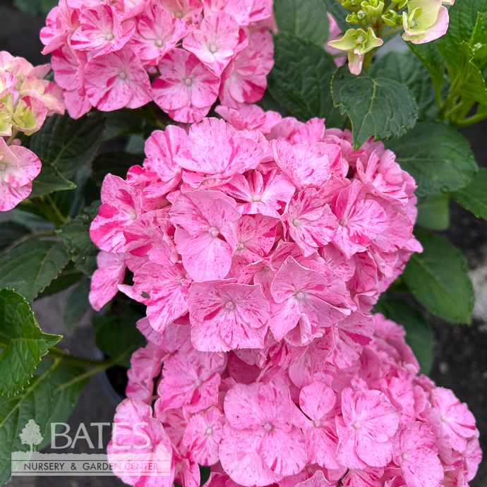 #2 Hydrangea mac My Beautiful Spitfire/  Bigleaf/ Mophead Rebloom Pink to Blue