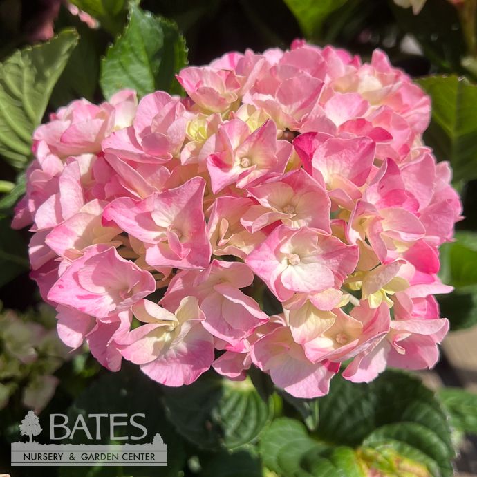 #2 Hydrangea mac My Beautiful Spitfire/  Bigleaf/ Mophead Rebloom Pink to Blue