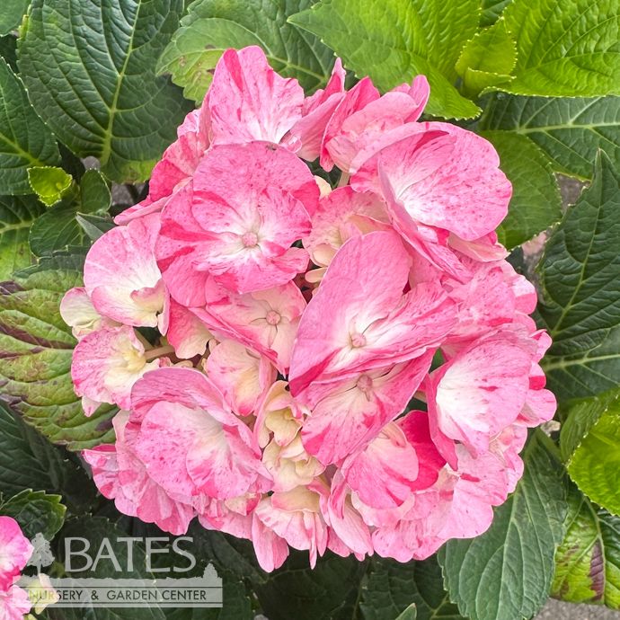 #2 Hydrangea mac My Beautiful Spitfire/  Bigleaf/ Mophead Rebloom Pink to Blue