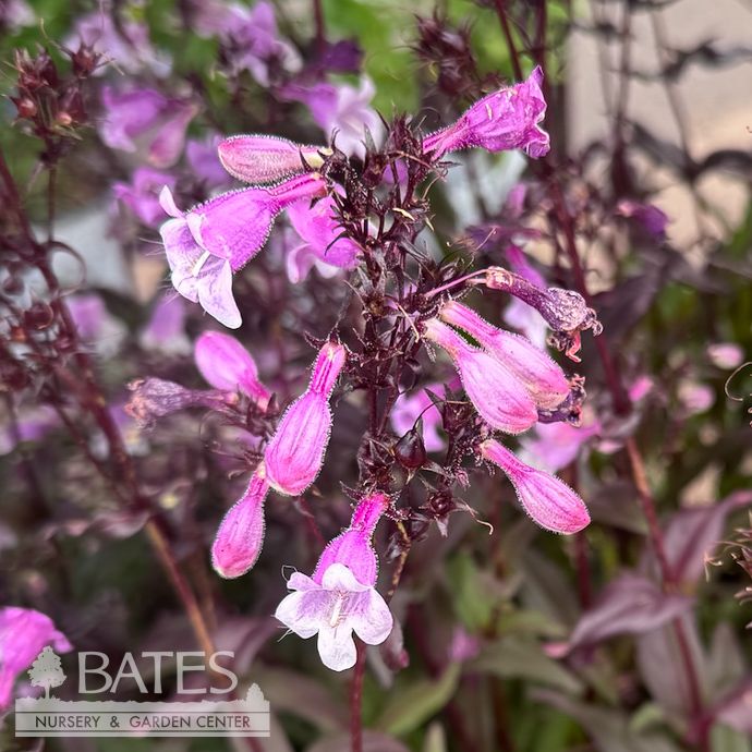 #1 Penstemon x PW Midnight Masquerade/ Beardtongue