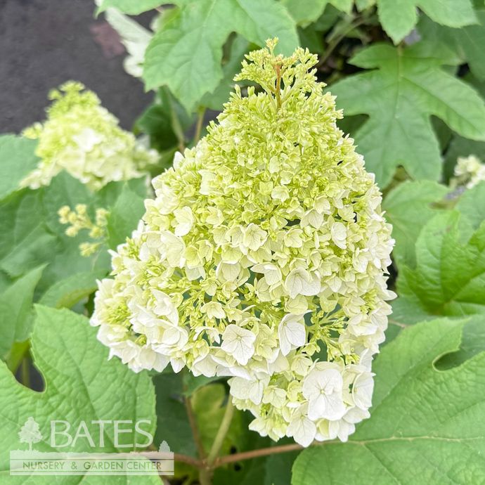 #3 Hydrangea quer PW Gatsby Moon/ White to Green Oakleaf Native (TN)