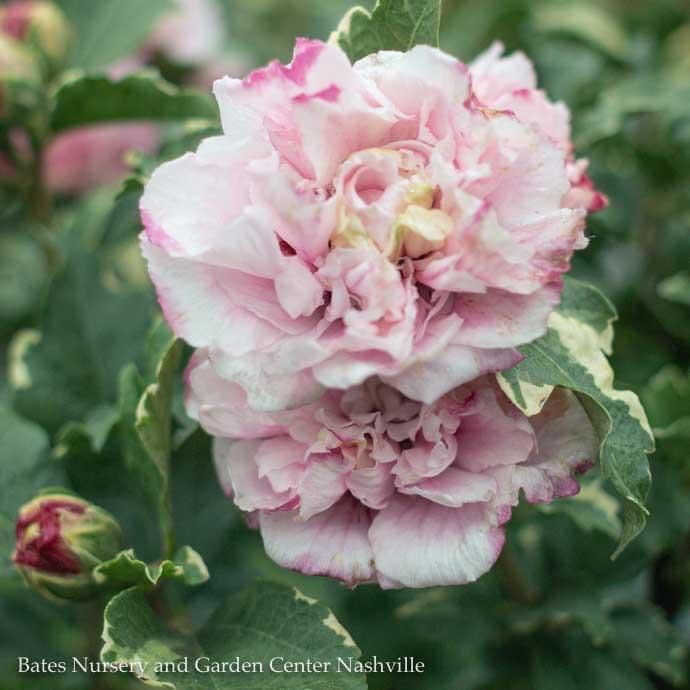 #2 Hibiscus syr PW Sugar Tip/ Variegated Pink and White Rose Of Sharon/ Althea