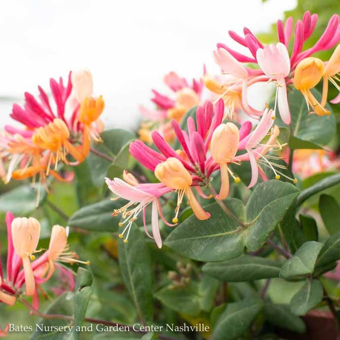#2 Lonicera x heckrottii Goldflame/ Pink Honeysuckle