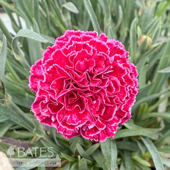 #1 Dianthus x PW Fruit Punch 'Raspberry Ruffles'/ Pink