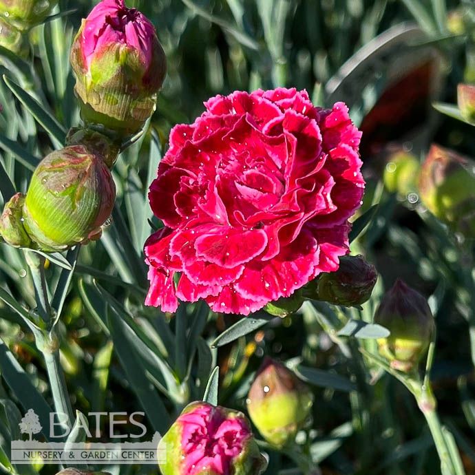#1 Dianthus x PW Fruit Punch &#39;Raspberry Ruffles&#39;/ Pink
