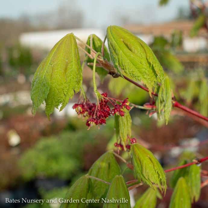 #15 BOX Acer japonica Rising Sun/ Fullmoon Maple