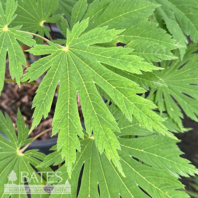 #6 Acer japonica Rising Sun/ Fullmoon Maple
